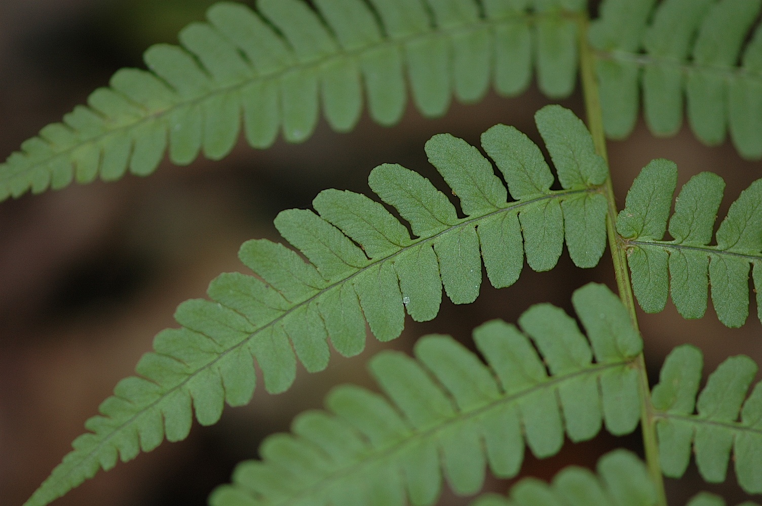 Field Biology in Southeastern Ohio A Few Ferns