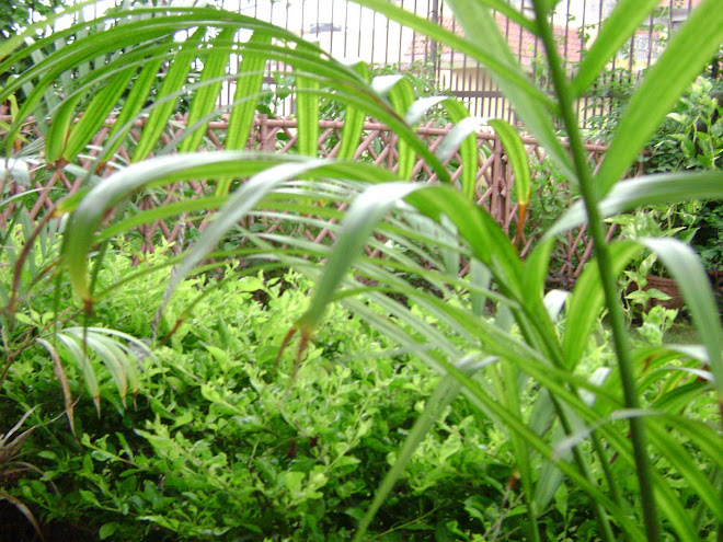 a view of the greens