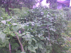 tanaman kacang panjang
