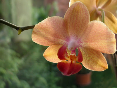 Orchidée phalaenopsis 002 - Leuze-en-Hainaut - Belgique - Anne-Sarine Limpens - 2008