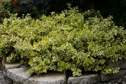 The Plant Hunter No More Weeding Or Mulching Ground Covering Shrubs