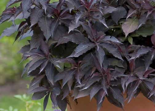 The Plant Hunter Good Gardens Start With Foliage Not Flowers