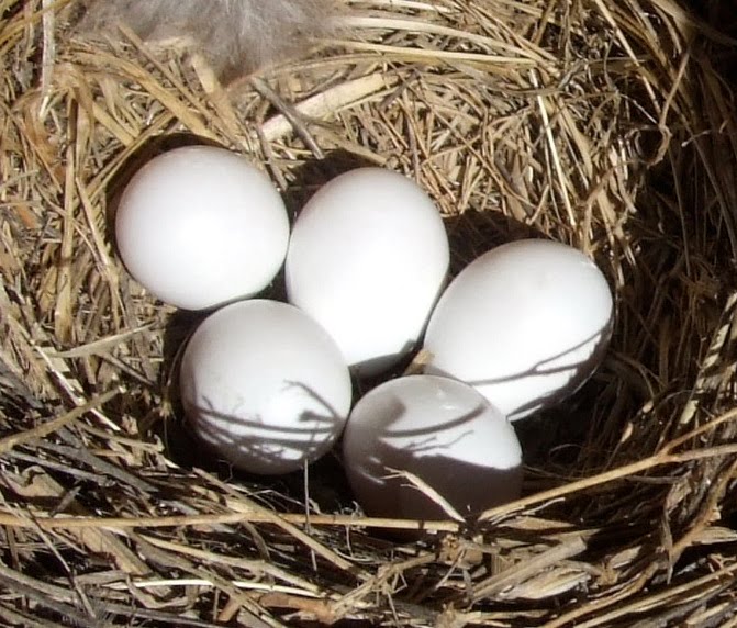 Springfield Plateau Egg Shell White?