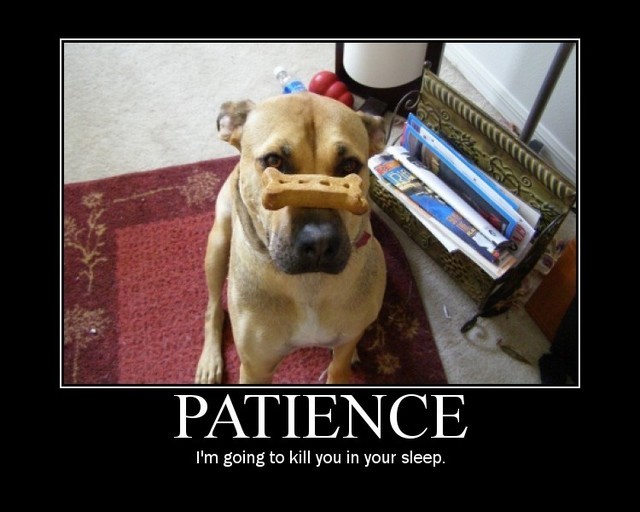 patience_dog.jpg