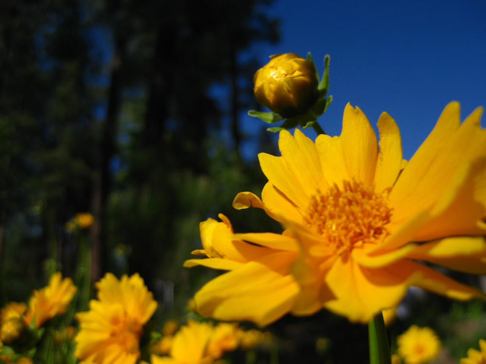 [flagstaff-flower.jpg]