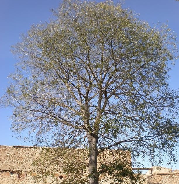Rincón del árbol: Poda de árboles ornamentales