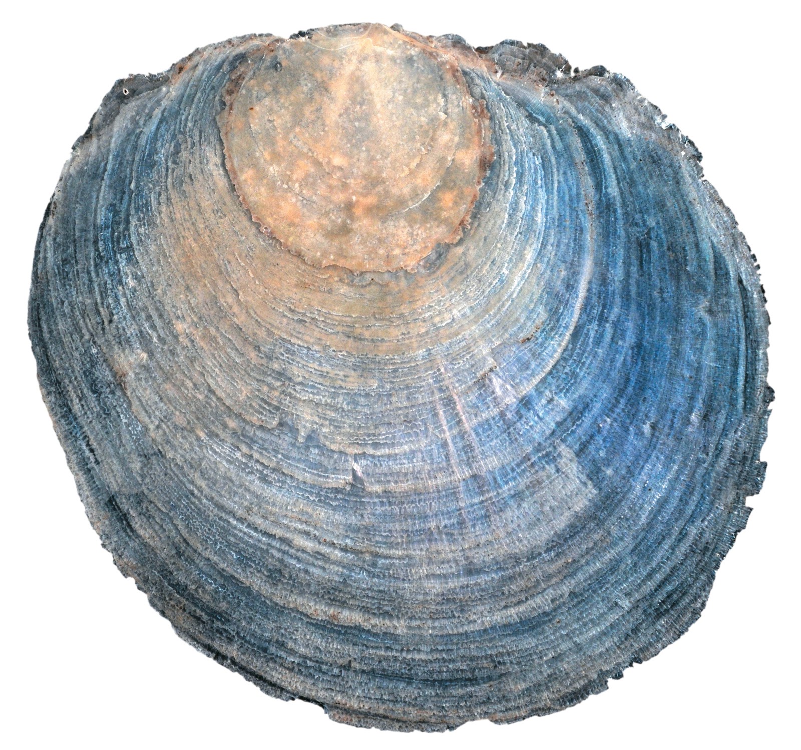 A Shell