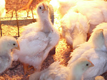Ugly chicks getting bigger