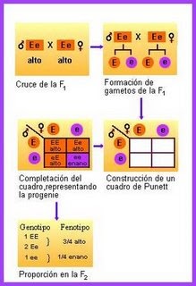 BIOLOGIA: CUADRO DE PUNNETT