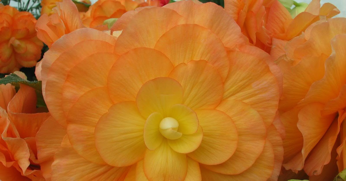 World Famous Flowers World Famous Flowers