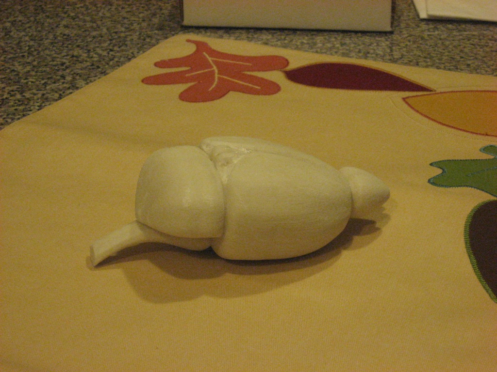 [mouse+brain.jpg]
