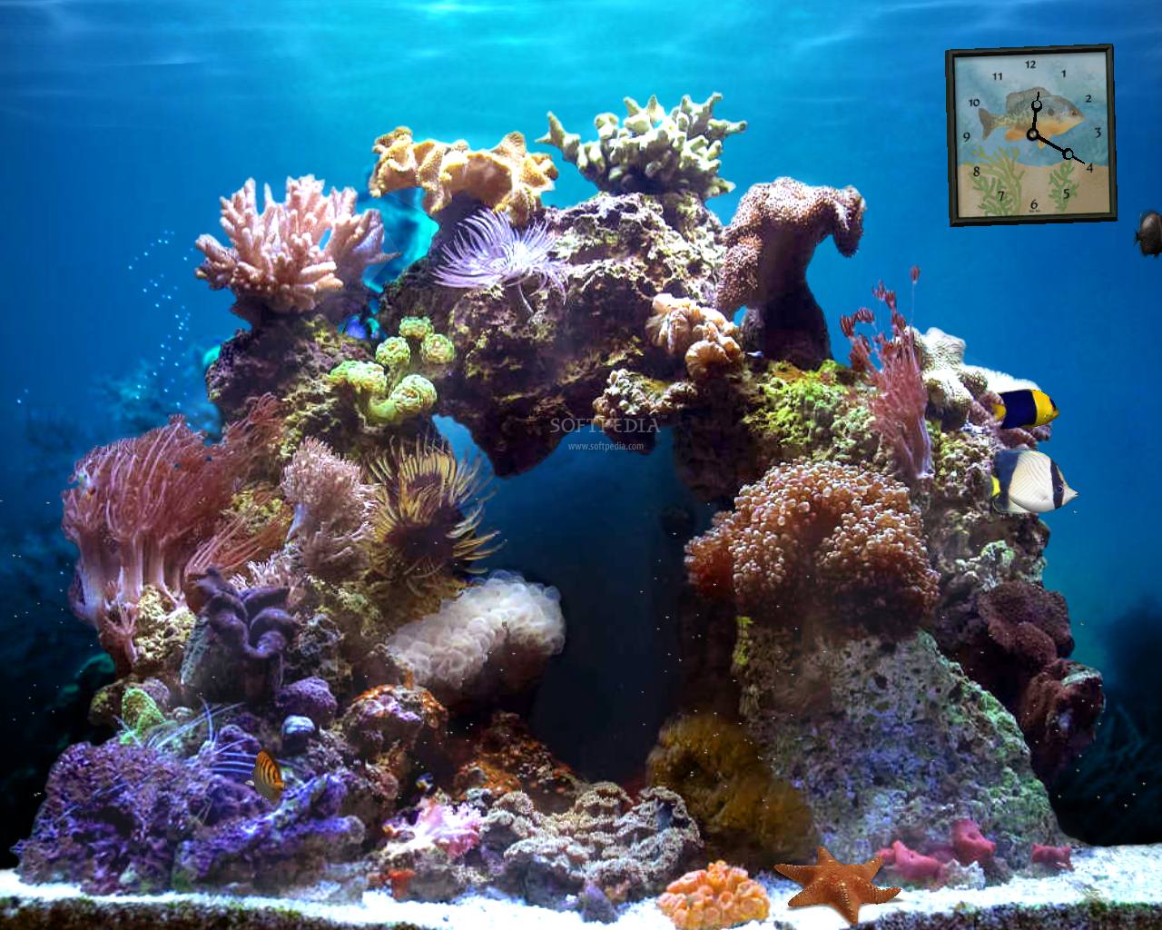 Beautiful Reef Animated Wallpaper