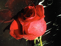 valentines day rose wallpaper