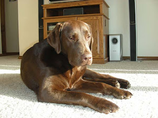 Mushy Dog Dakota