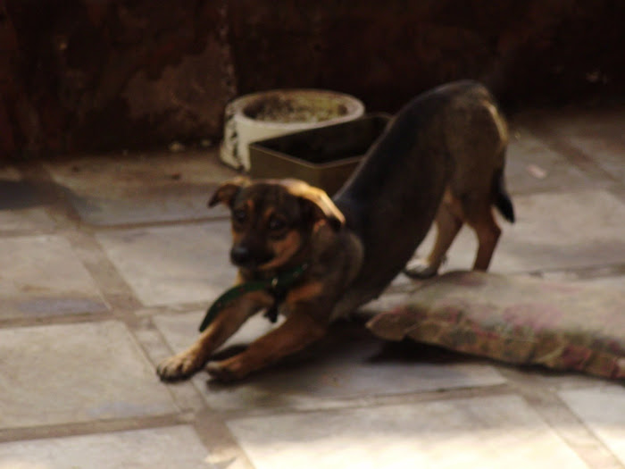 een van de 3 hondjes