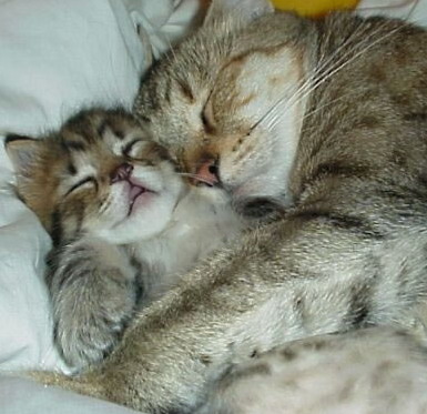 ... is The Way of Life: Kenapa Kucing Menjadi Binatang