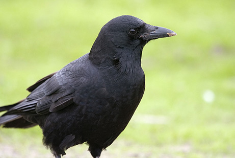 Animal Crow