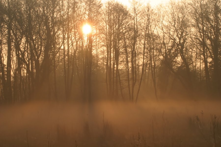 [Mist+on+the+Meadow+copyright+Tony+Kelly.JPG]