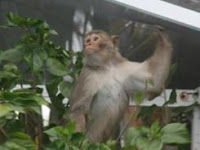 tampa monkey