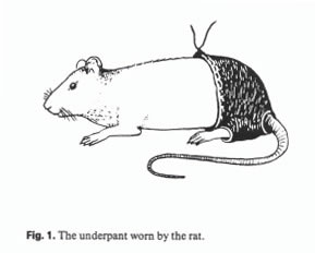 [the-underpant-worn-by-the-rat.jpg]