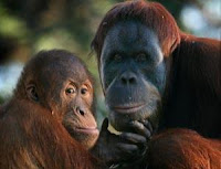 orangutan