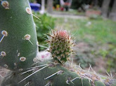 Oreille de cactus