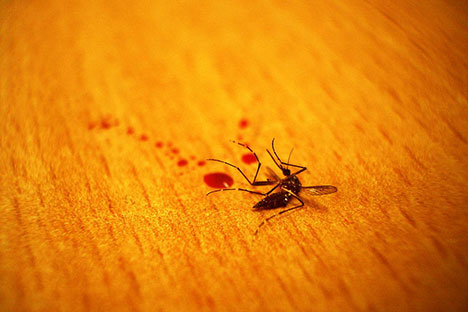 Dead+Mosquito.jpg