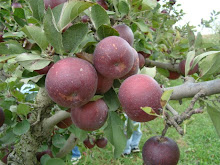 Arkansas Black Apples