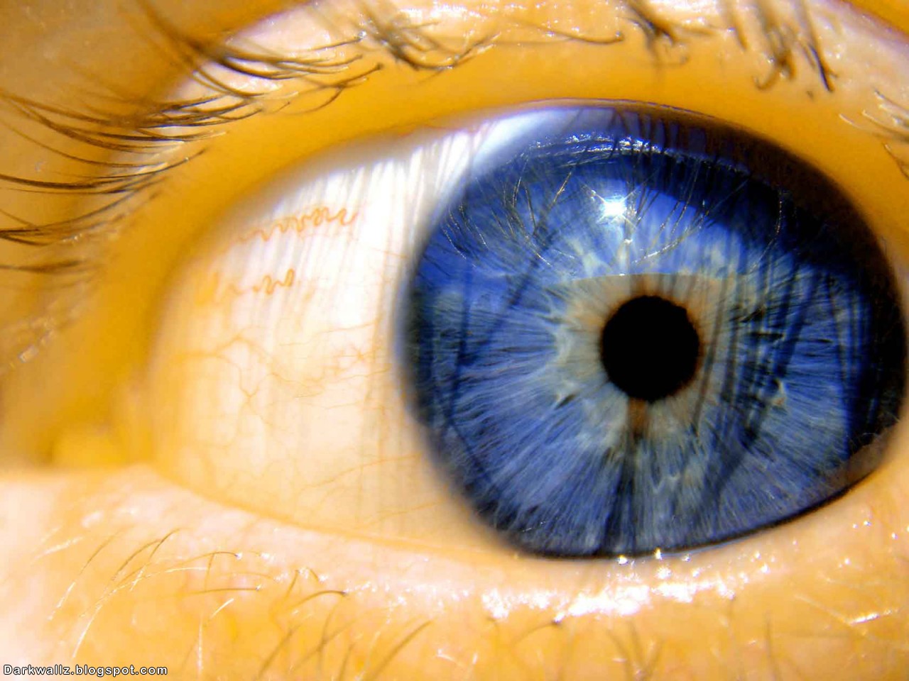 Scary Eyes Wallpapers 66| Dark Wallpaper Download