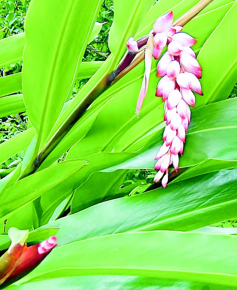 Malaysian Nature Society Kuching Branch Local gingers, herbs for