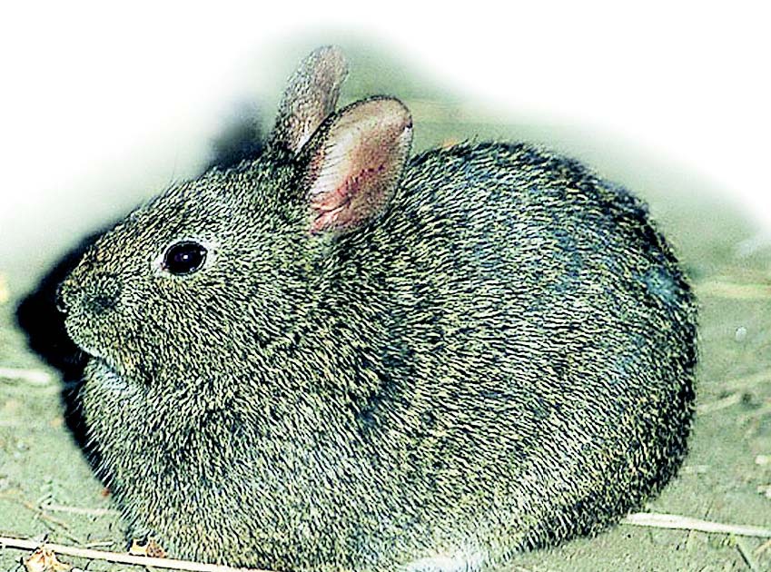 Malaysian Nature Society Kuching Branch In hops the rabbit