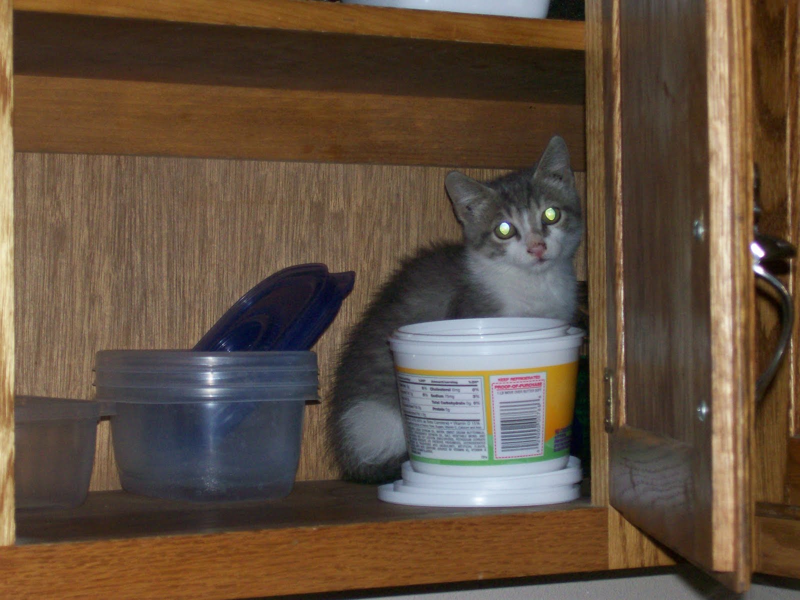 [Kitten+in+cupboard+007.JPG]