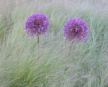 fleur de melle