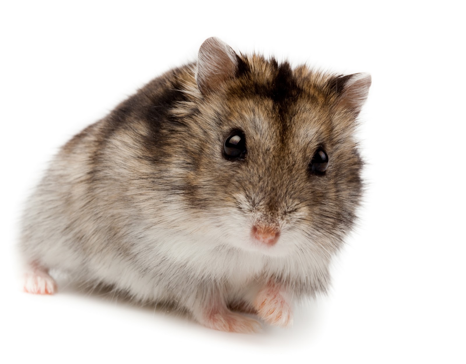 RoCo – Rodent Company | Conejos – Gerbillos – Ratas – Cuys – Ratones