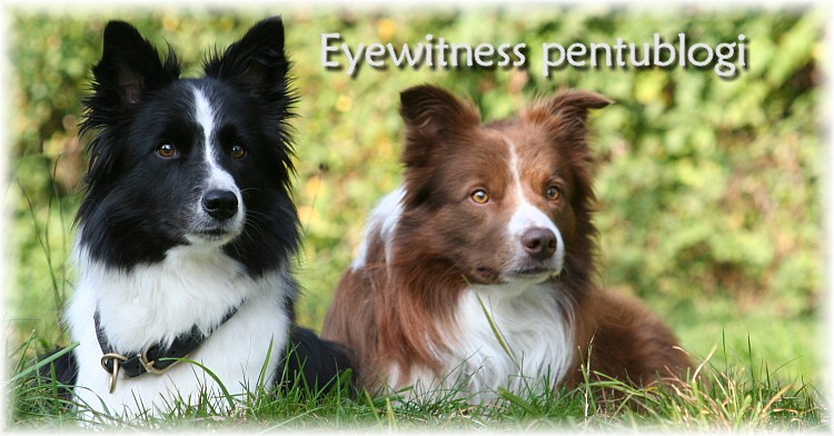 Eyewitness pentublogi