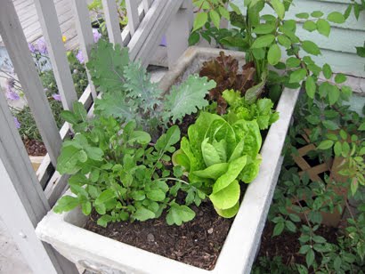 Lettuces, Arrugula, Parsley