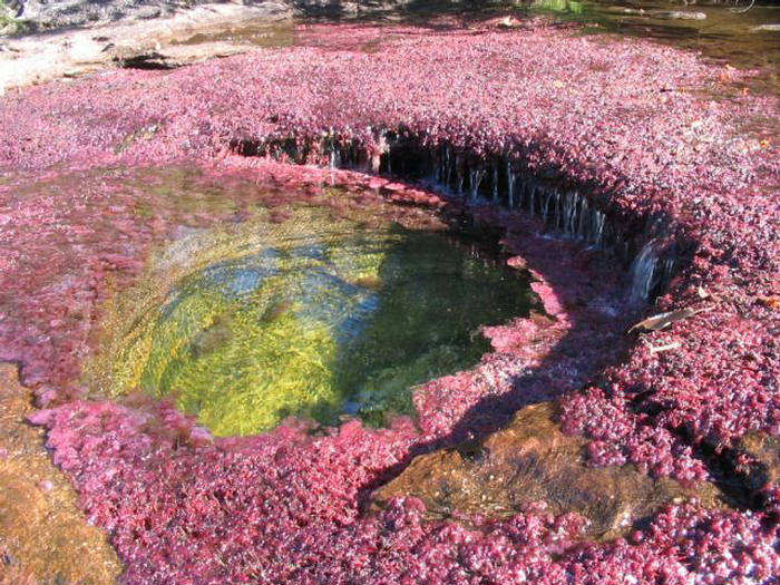 [Cano+Cristales+–+The+Most+Beautiful+River+of+The+World+(1).jpg]
