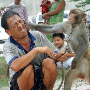 monkey-slap.jpg