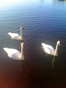 Wild Swans