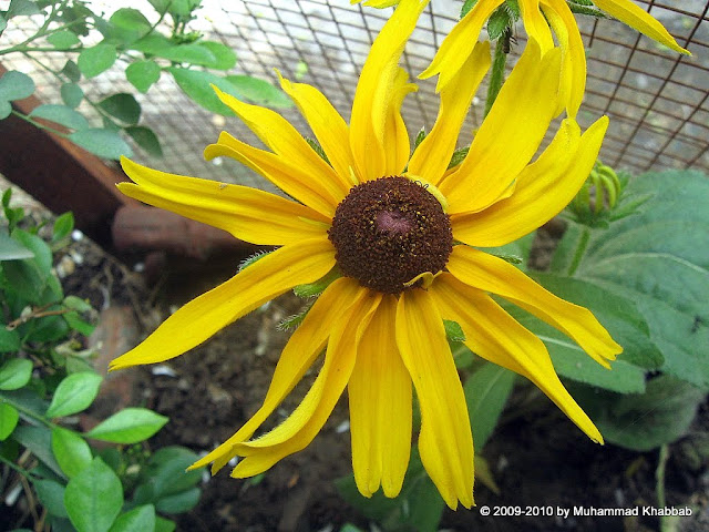 rudbeckia black eyed susan