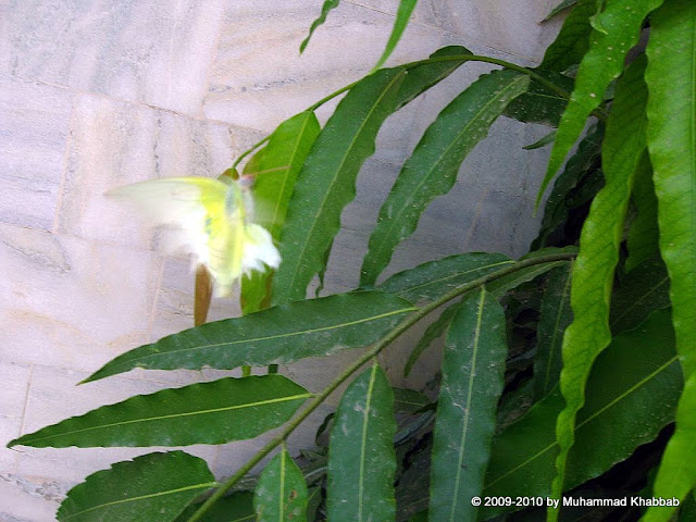 butterfly urban area lahore