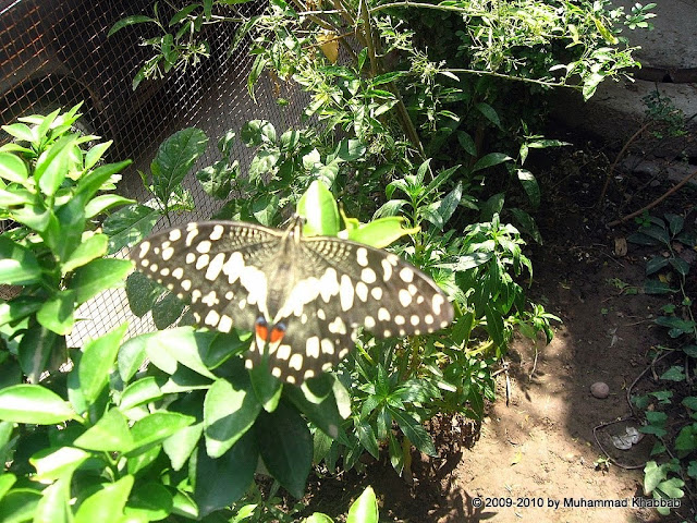 butterfly on citrus flower