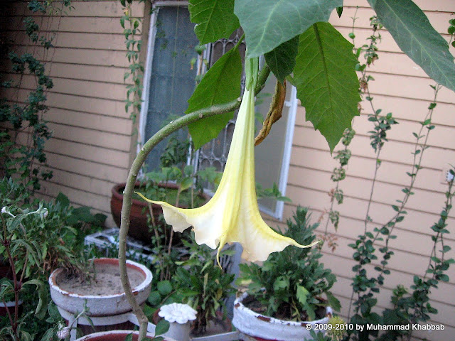 brugmansia pot plant inverted flower