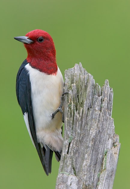 Birds In Central Oklahoma: The Red-Headed Woodpecker