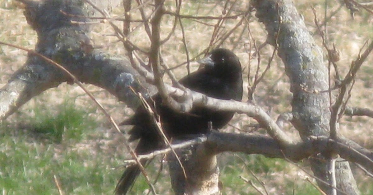 Birds In Central Oklahoma The American Crow