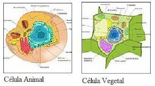Celulas Animal Y Vegetal Youtube