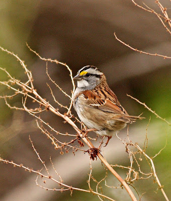 sparrow throated colorado bird photography