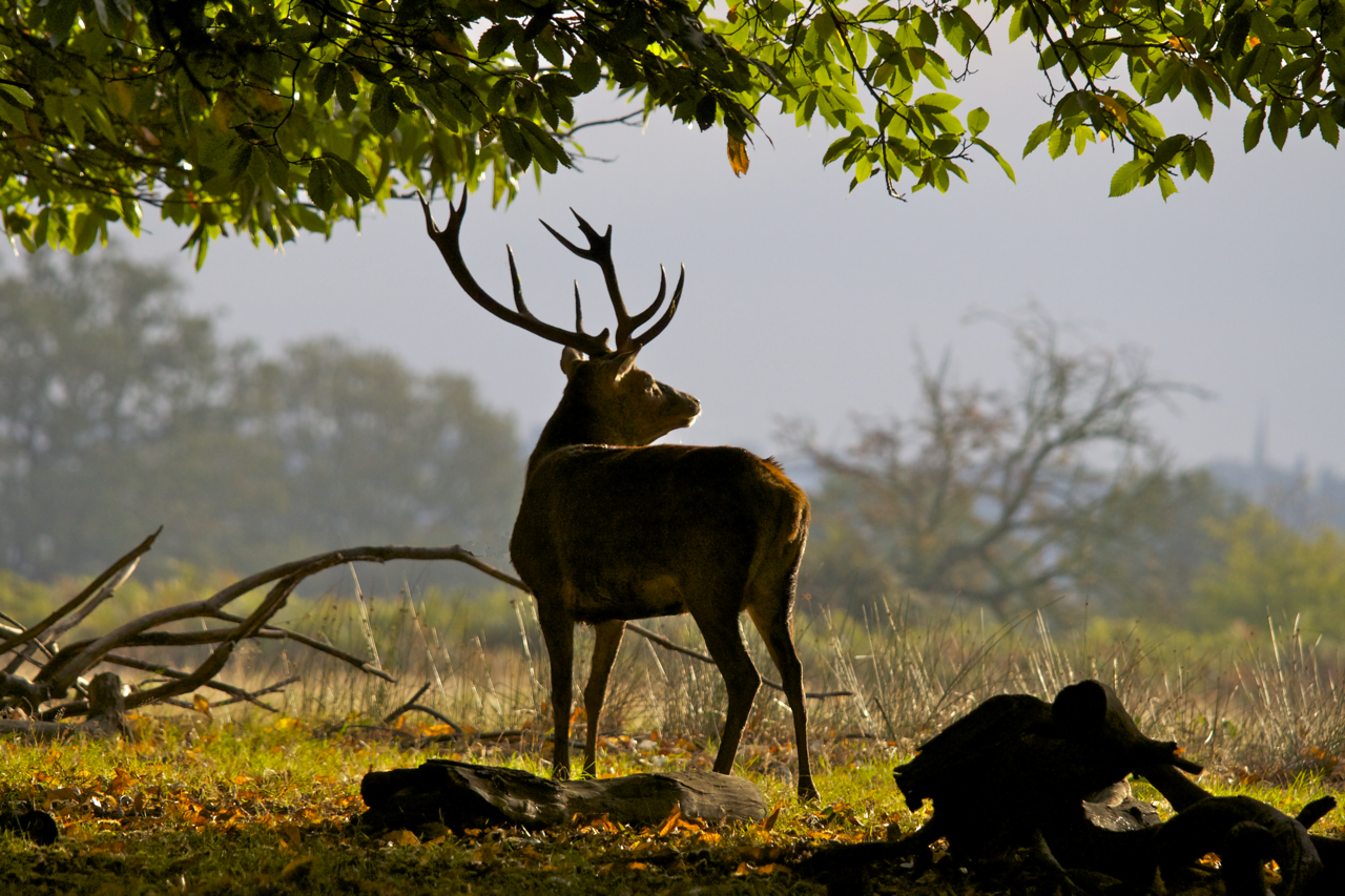 Deer In Sunlight