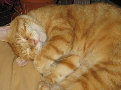 Sweet Dreams