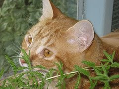 Behind the Spanish lavender